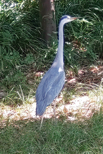 イラストスクール　マサモード　スケッチ　大阪城公園